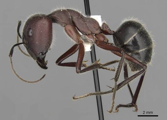 Camponotus intrepidus