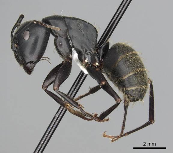 Camponotus japonicus