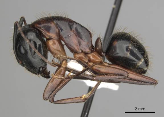 Camponotus kefir