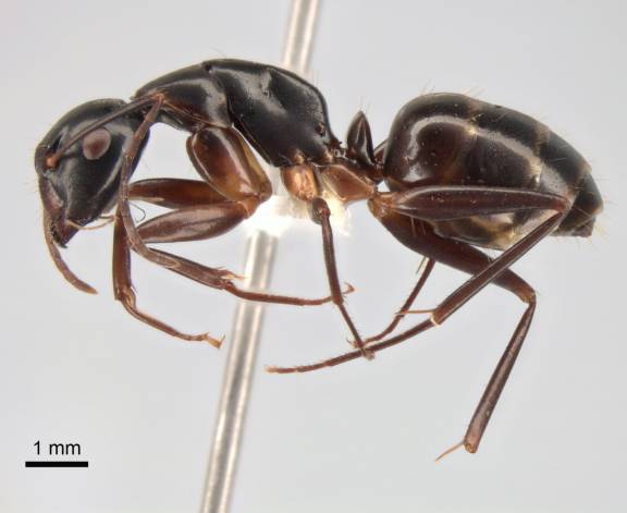 Myrmoxenus ravouxi