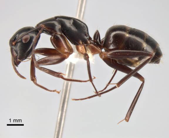 Camponotus kiusiuensis