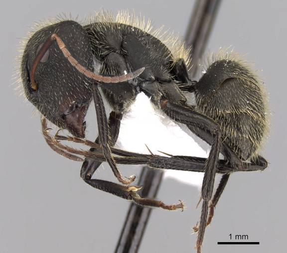 Camponotus mus