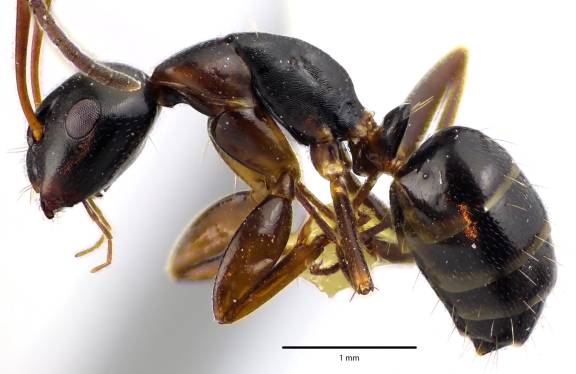 Camponotus nearcticus