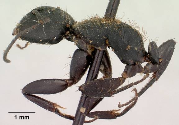 Myrmoxenus ravouxi