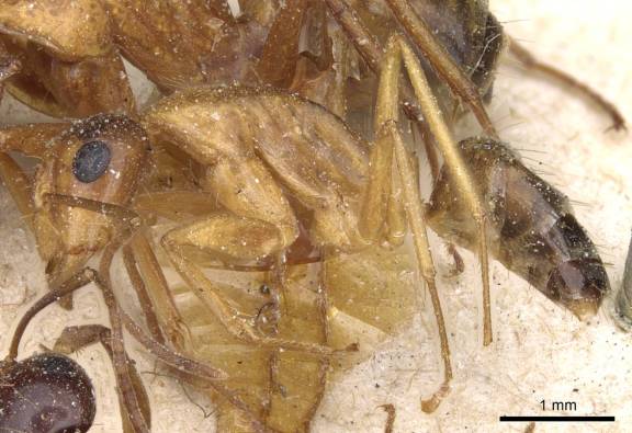 Myrmoxenus ravouxi