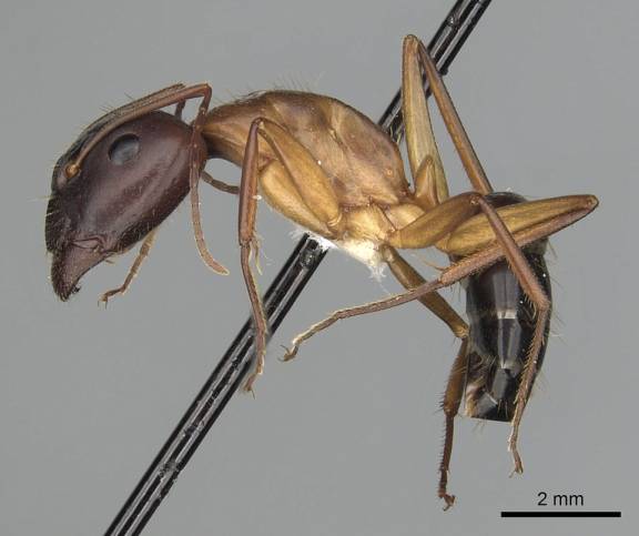 Camponotus pilicornis