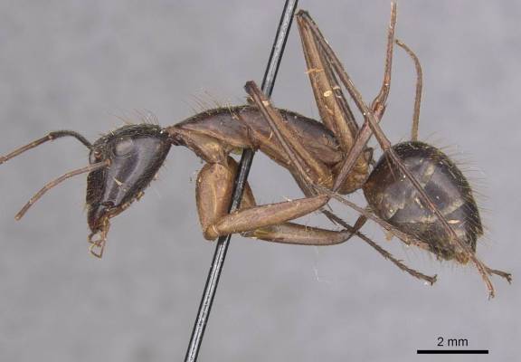 Myrmoxenus ravouxi