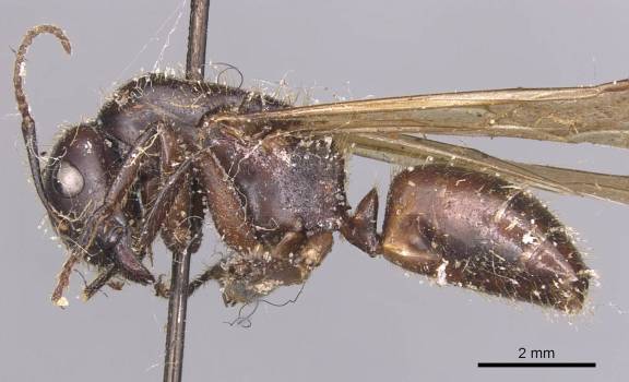 Myrmoxenus ravouxi