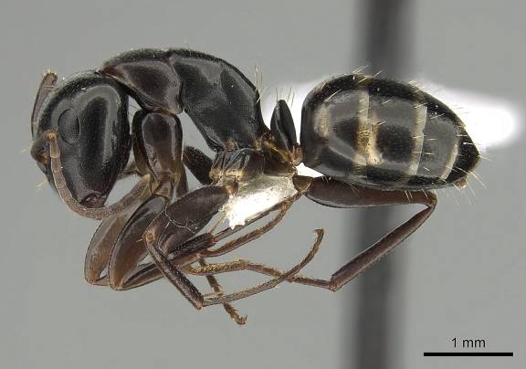 Camponotus quadrinotatus