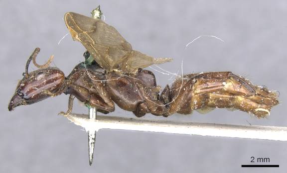 Myrmoxenus ravouxi