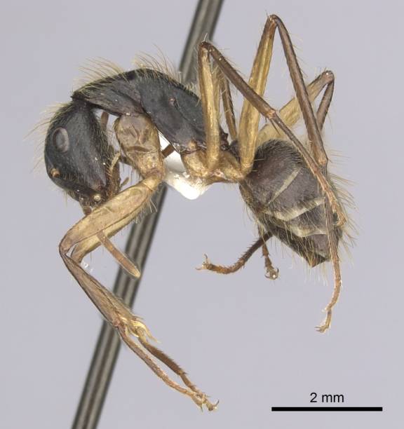 Camponotus renggeri