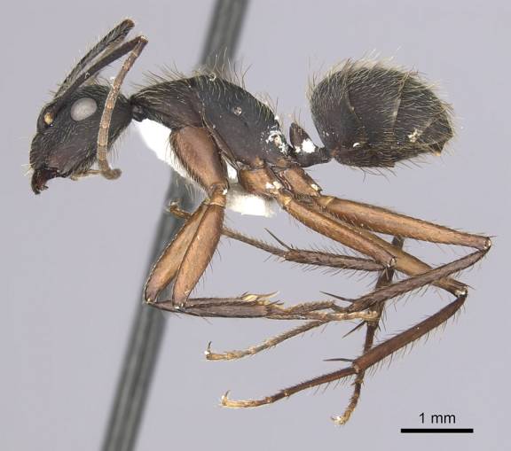 Camponotus rufipes