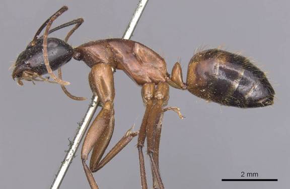 Myrmoxenus ravouxi