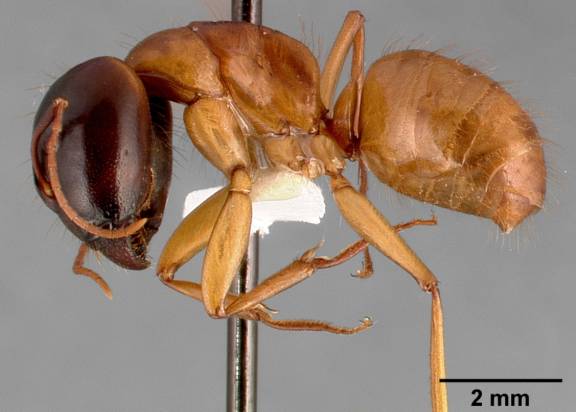 Myrmoxenus ravouxi