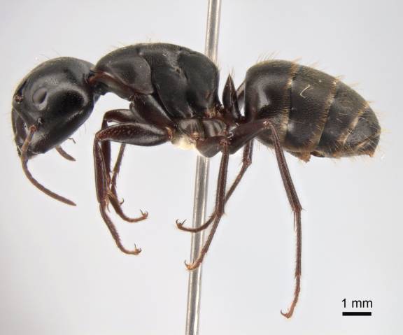 Camponotus saxatilis