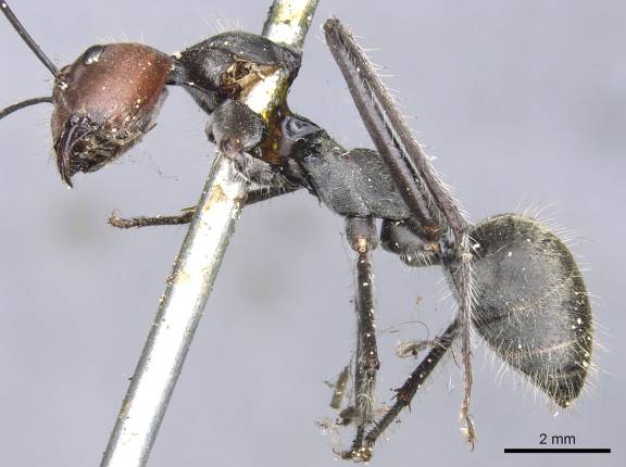 Camponotus singularis