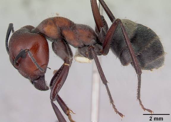 Camponotus suffusus