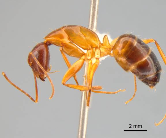 Camponotus sylvaticus