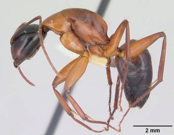 Myrmoxenus ravouxi