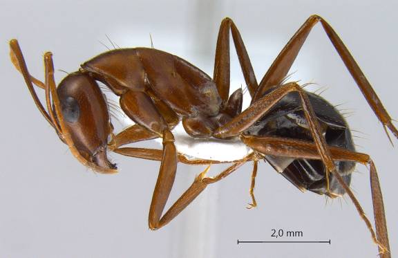 Myrmoxenus ravouxi