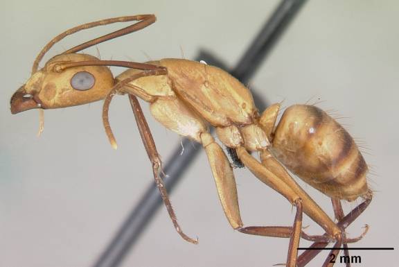 Myrmoxenus ravouxi