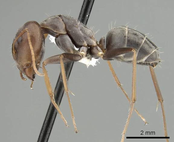 Camponotus vestitus