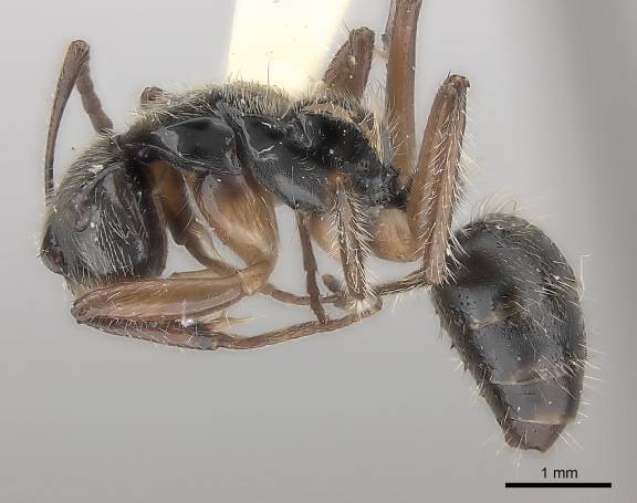 Myrmoxenus ravouxi