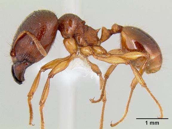 Myrmoxenus ravouxi