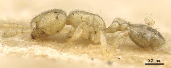 Myrmoxenus ravouxi