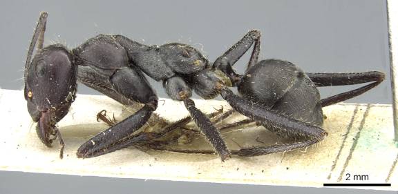 Myrmoxenus ravouxi