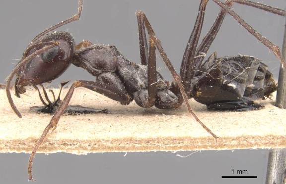 Myrmoxenus ravouxi