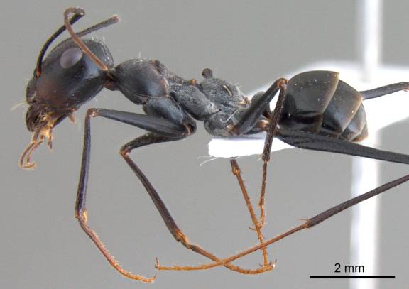 Myrmoxenus ravouxi