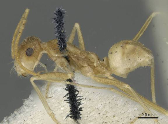 Myrmoxenus ravouxi