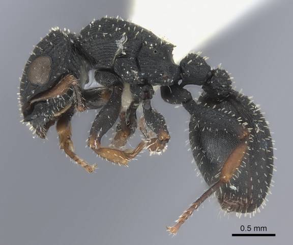Myrmoxenus ravouxi