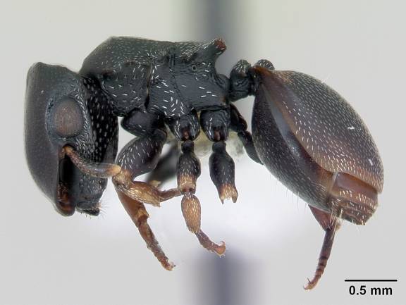 Cephalotes minutus