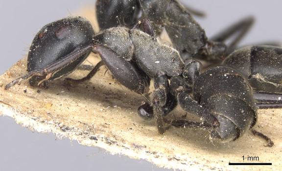 Myrmoxenus ravouxi