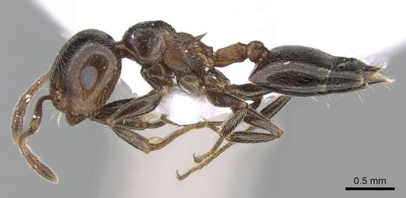 Crematogaster auberti