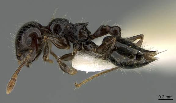 Crematogaster carinata