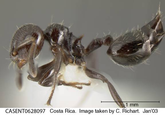 Crematogaster erecta