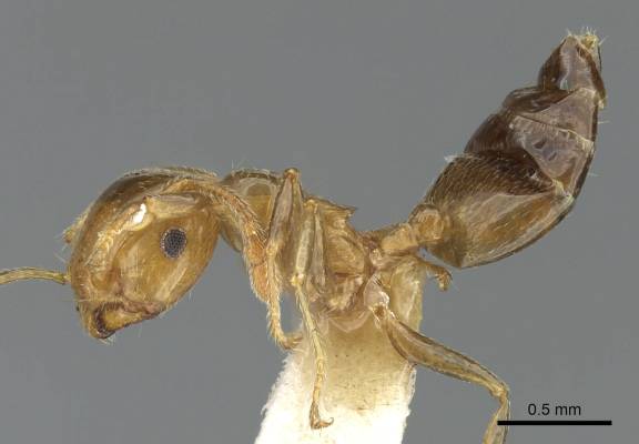 Myrmoxenus ravouxi