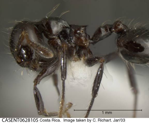 Myrmoxenus ravouxi