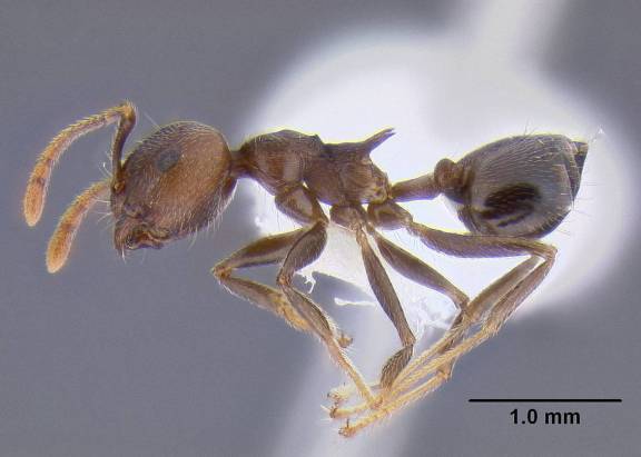 Myrmoxenus ravouxi