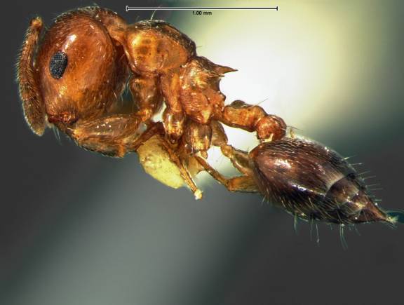 Myrmoxenus ravouxi