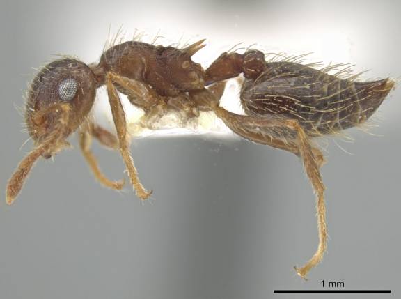 Crematogaster rudis