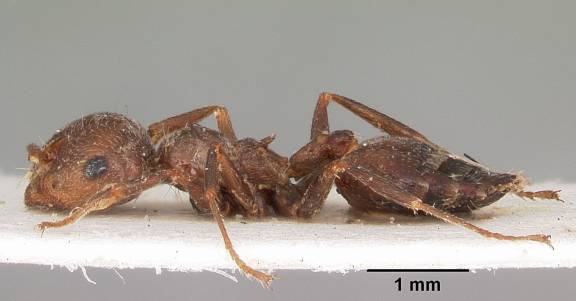 Crematogaster senegalensis