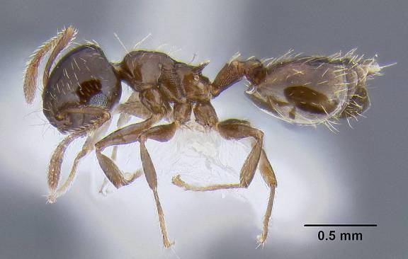 Crematogaster sordidula