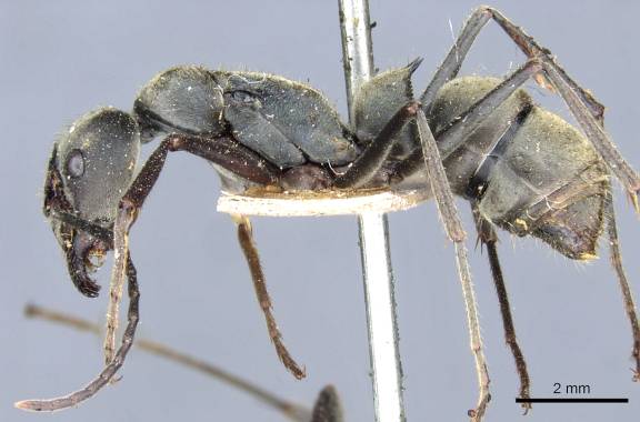 Myrmoxenus ravouxi