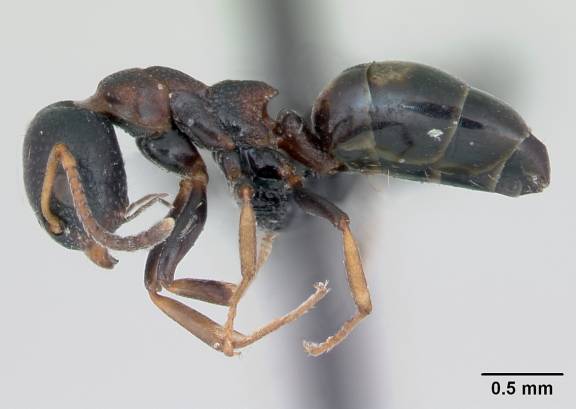 Myrmoxenus ravouxi