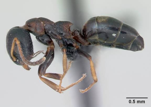 Dolichoderus quadripunctatus