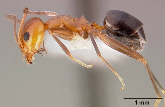 Dorymyrmex bicolor